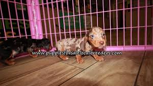 A wide variety of dachshund puppies options are available to you, such as polyester, cotton. Adorable Mini Dachshund Puppies For Sale Ga Atlanta At Lawrenceville Puppies For Sale Local Breeders