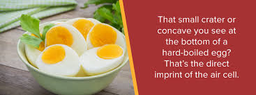 Eggs are up there with milk and butter as the most widely consumed dairy products in america. A Guide To The Different Parts Of An Egg Sauder S Eggs