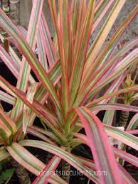 Follow me in my facebook page: 6 Succulent Plants That Clean The Air