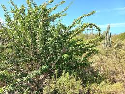 Image result for Rhigozum brevispinosum