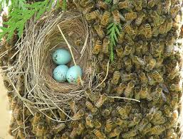 This african bird's nest is a massive, roofed structure set up in the fork of a tree near water. Bee Swarm And Nest Bee Swarm Spring Birds Bird Eggs
