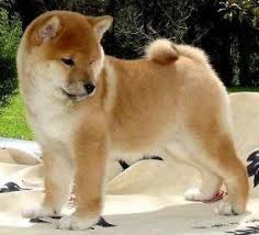 Black And Tan Shiba Inu Mix Shiba Inu Akita Mix Google Search Japanese Dogs Shiba Inu Pet Dogs