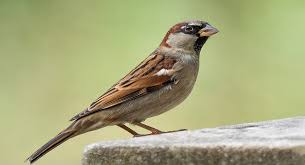 Giải mã bí ẩn chim sẻ bay vào nhà là tốt hay xấu