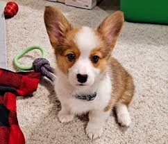 Our new bundle of joy, Winnie! : r/corgi