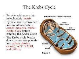 Krebs Cycle Mitochondria Google Search Krebs Cycle Biological Chemistry Science Biology