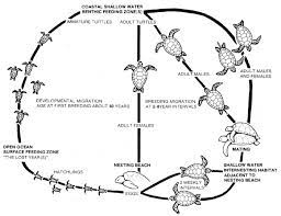 The hawksbill sea turtle is a critically endangered sea turtle that is found in tropical waters all around the world. Turtles Coraldigest