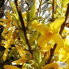 Buy Forsythia X Intermedia Week End Courtalyn Forsythia In The Uk