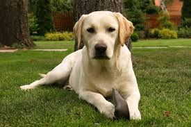 Maybe you would like to learn more about one of these? The Lab Malamute Mix What Makes This Breed So Special K9 Web