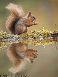 Red Squirrel At A Woodland Pool Feeding On Nut In Scotland Egern Animal Wild Water Cute Nuttet Fluffy Precious R Red Squirrel Nature Animals Animals