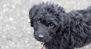 We are a located in western nc, a short driving distance from greenville, charlotte, atlanta. Labradoodle Puppy Costs Real Breeder Examples Prices