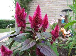 Image result for Celosia stuhlmanniana