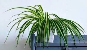 Approximately twice every three weeks during summer, less in. How To Revive A Dying Spider Plant Gardener Report