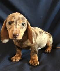 Dachshund puppies for sale and available now. Miniature Dachshund Puppies For Sale In Dallas Texas Dachshund Puppies For Sale Dachshund Puppies Dachshund Puppy Miniature