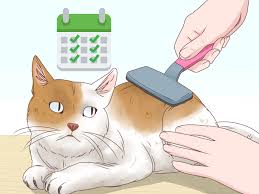 Home→cat health→hairballs→cat hairball blockage home treatment. 5 Ways To Help A Cat Cough Up A Hairball Wikihow