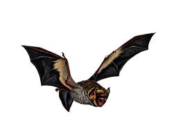 Bat Bird 1024 819 Transprent Png Free Download Bat Wing Bird Cleanpng Kisspng Minecraft mods enderman skin, minecraft the aether transparent background png clipart. bat bird 1024 819 transprent png free