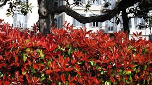 C'est surtout en fin d'hiver qu'il faut désherber le pied de la haie, avant la croissance de l'herbe. 10 Haies De Jardin Pour Vous Separer De Votre Voisin Diaporama Photo