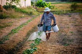 Traditional Water Saving Methods in Indian Agriculture