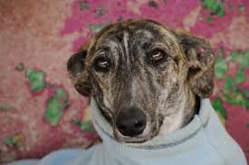 Animals are used in research for various reasons and each country has different rules on what experiments can be carried out. Milani Galgo Hilfe E V