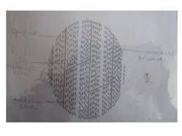 The cells of compact bone, which is also called cortical bone, appear to be tightly packed into a solid mass. Bone Histology Definition Bone Is A Dynamic Highly