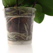 Watering Orchids Are My Orchids Getting Enough Water Orchids In Water Orchid Roots Growing Orchids