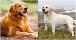 Check spelling or type a new query. Golden Retriever Vs Labrador Which Is Best One Golden Retriever Dog Breed Information Im Golden Retriever Golden Retriever Vs Labrador Retriever