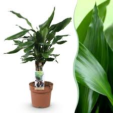 Image result for Dracaena steudneri