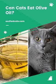 Can Cats Eat Olive Oil Canning Oils Olive Oil
