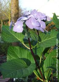 Image result for Ozoroa macrophylla