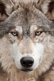 Pin By Carrie Quindry On Lobos Wolf Spirit Animal Wolf Photos Wolf Face