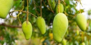 Peki uşak'da sahur ne zaman yapılacak, uşak'da iftar saat kaçta olacak? 4 Cara Membuat Asinan Mangga Basah Dan Kering Jadi Kudapan Segar Buka Puasa Kapanlagi Com