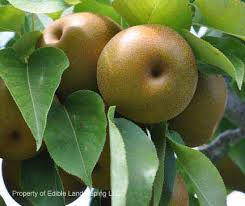 Maybe you would like to learn more about one of these? Pears Asian Edible Landscaping