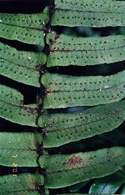Image result for Lomariopsidaceae