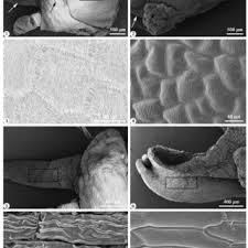 Image result for Habenaria tentaculigera