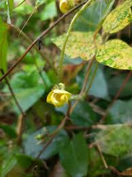Image result for Vigna radicans