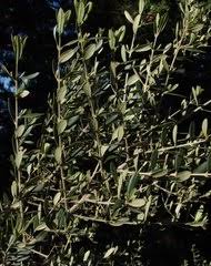 Image result for Olea chimanimani