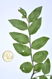 Image result for Ventilago