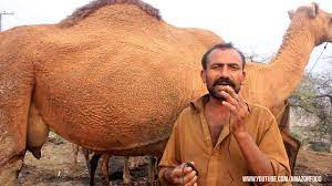 Camel milk production has become one of australia's emerging agricultural industries, as demand for the product grows both locally and internationally. Fresh Camel Milking In Lahore Freshest Camel Milk Pakistan Street Food Ø­Ù„Ø¨ Ù†Ø§Ù‚Ù‡ Ø®Ù„ÙÙ‡ Youtube