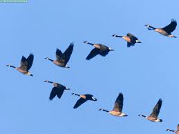 Don T You Think It S A Wonderful Sound When A Flock Of Geese Fly Into Weymouth Theirs Is Not The Most Attrac Animals Beautiful Birds Beautiful Bird Wallpaper
