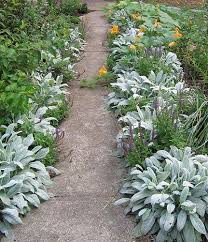 John keats was born in london on 31 october 1795, the eldest of thomas and frances jennings keats's four children. How To Grow Use Wooly Lamb S Ear New Life On A Homestead Seeding A New Lawn Landscape Design Garden Borders