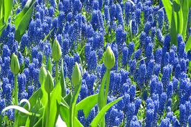 Check spelling or type a new query. Photo Light Blue Flowers Hyacinths Many Flower Bud 3000x2000