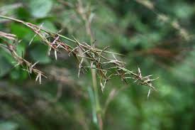 Image result for Cymbopogon pospischilii