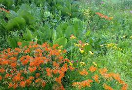 Image result for Renealmia susanneae-katziae