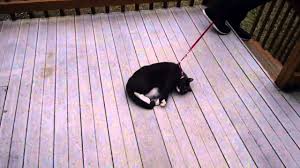 Résultat de recherche d'images pour "dragging cat leash"