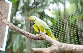 The blue indian ringneck parakeet (psittacula krameri manillensis), also referred to as a parrot make wonderful pets. Waor0mk5nn4shm
