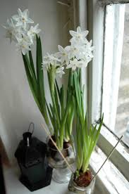 Anemone belongs to the family of ranunculaceae and is a flowering plant. Flowering Paperwhite Bulbs Style Influence