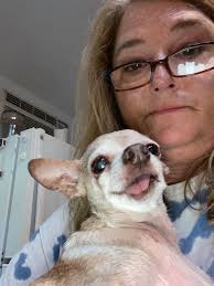 White older male chihuahua found in Gordonsville