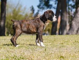 Find great deals on ebay for boxer puppy. 5 Best Dog Foods For Boxer Puppies In 2021 Dogstruggles