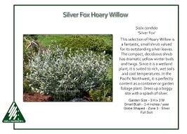 Salix candida 'Silver Fox' - Iseli Nursery