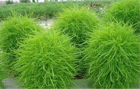 Image result for Scoparia