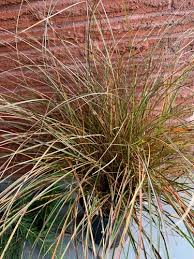 Image result for Cyperus tenuiculmis